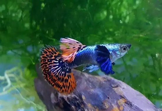 Bể Thủy Sinh Mini Nên Nuôi Cá Gì? Cá Bảy Màu