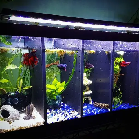 Bể Thủy Sinh Mini Nên Nuôi Cá Gì? Cá Betta