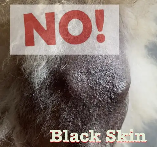 Phương Pháp Điều Trị Bệnh Black Skin Trên Chó Pom