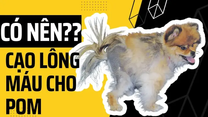 Tìm Hiểu Về Bệnh Black Skin