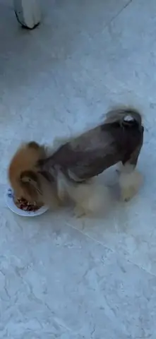 Khái Niệm Và Đặc Điểm Của Bệnh Black Skin