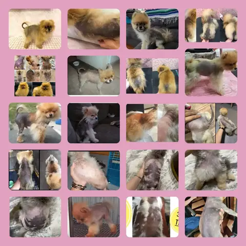 Đặc Điểm Của Bệnh Black Skin Ở Phốc Sóc