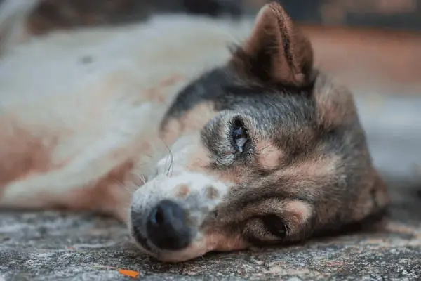 Nguyên Nhân Gây Ra Bệnh Cầu Trùng Ở Chó Nguyên Nhân Gây Ra Bệnh Cầu Trùng Ở Chó