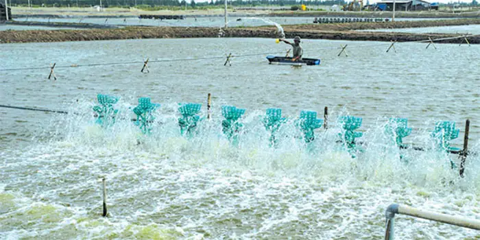 Tiết Kiệm Điện Trong Nuôi Tôm