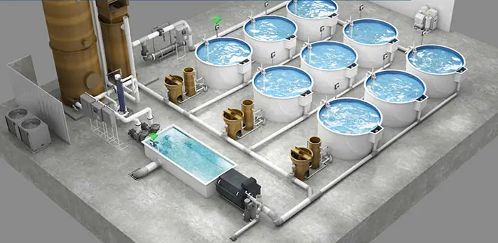 Nuôi Tôm Tuần Hoàn Ras