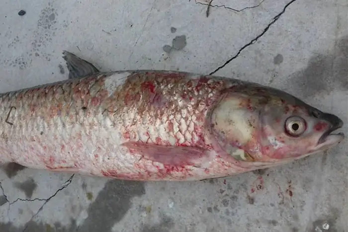 Dấu Hiệu Nhận Biết Bệnh Đốm Đỏ Ở Cá Trắm Cỏ