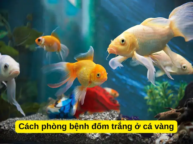 Cách Phòng Bệnh Đốm Trắng Ở Cá Vàng