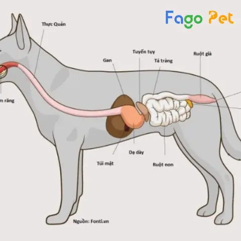 Bệnh Đường Ruột Ở Chó Phú Quốc Bệnh Đường Ruột Ở Chó Phú Quốc