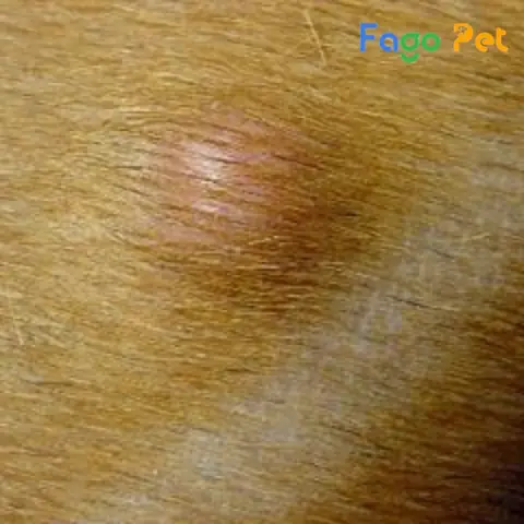 Bệnh U Nang Biểu Bì Ở Chó Phú Quốc (dsc) Bệnh U Nang Biểu Bì Ở Chó Phú Quốc (dsc)