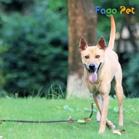 Bệnh Viêm Đường Hô Hấp Ở Chó Phú Quốc Bệnh Viêm Đường Hô Hấp Ở Chó Phú Quốc