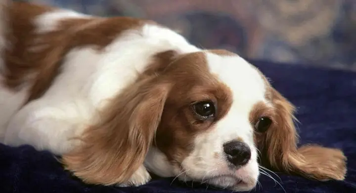 Chó Bị Bệnh Đường Ruột Chó Bị Bệnh Đường Ruột