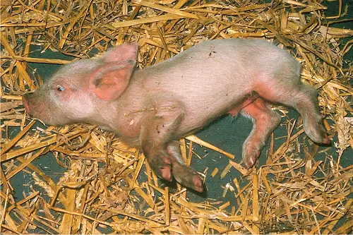 Bệnh Giả Dại Ở Chó Bệnh Giả Dại Ở Chó