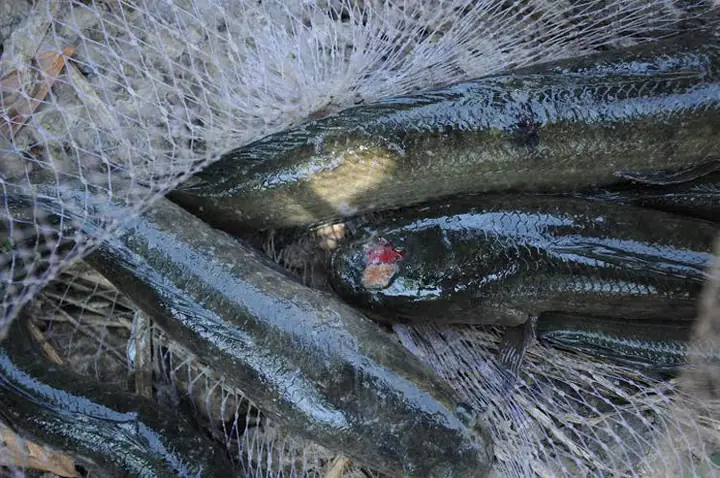 Bệnh Lở Loét Trên Cá Lóc – Tác Nhân Gây Bệnh Và Cách Điều Trị