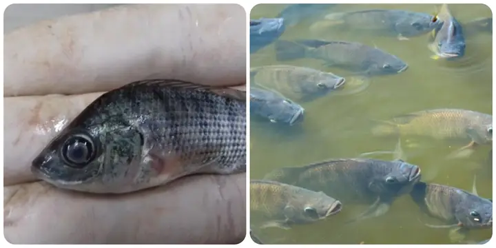 Làm Gì Khi Cá Rô Phi Bị Lồi Mắt, Lờ Đờ? - Công Ty Tnhh Thủy Sản ...