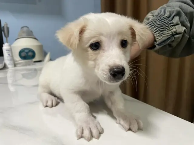 Mộng Mắt Ở Chó Có Tự Hết Không? Mộng Mắt Ở Chó Có Tự Hết Không?