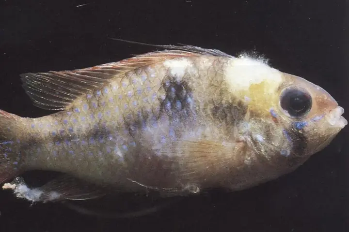 Bệnh Nấm Sợi Bông