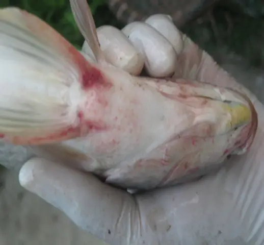 Bệnh Nấm Trên Cá Rô Phi