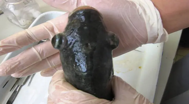 Bệnh Nấm Trên Cá Rô Phi