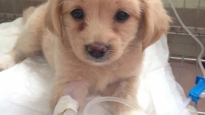 Biểu Hiện Của Bệnh Parvo Ở Chó