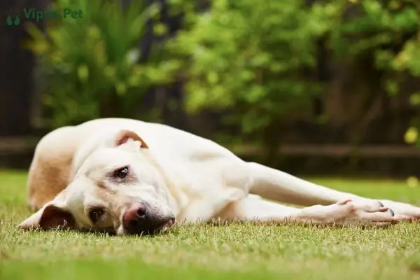 Cách Chăm Sóc Cho Chó Bị Bệnh Đường Ruột