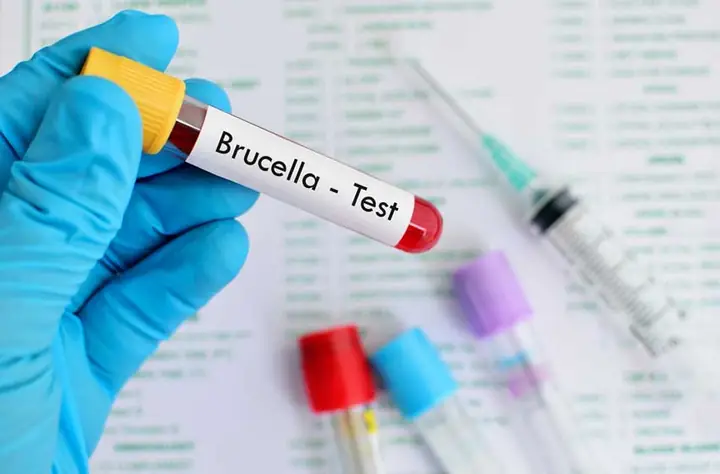 Loài Vi Khuẩn Brucella Thường Gặp
