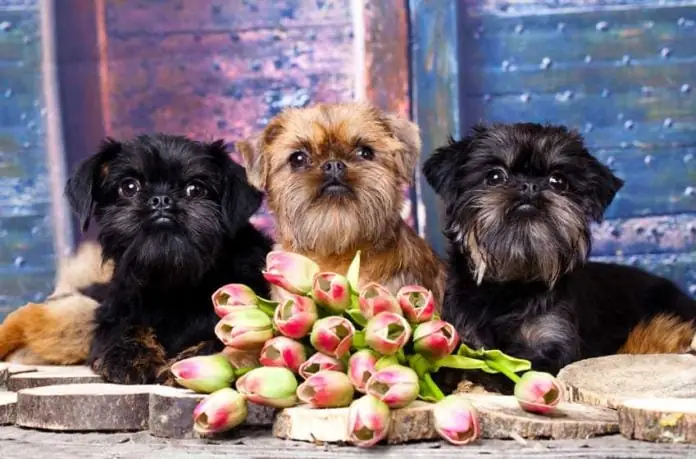 Bệnh Sảy Thai Truyền Nhiễm Trên Chó