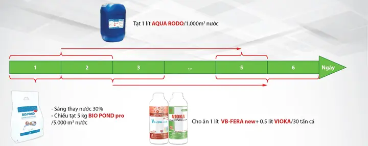 Bệnh Trắng Da Trên Cá Lóc