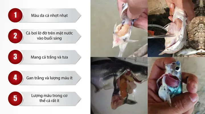 Xây Dựng Ao Nuôi Đạt Chuẩn