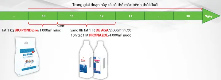 Bệnh Thối Đuôi Trên Cá Tra Giống