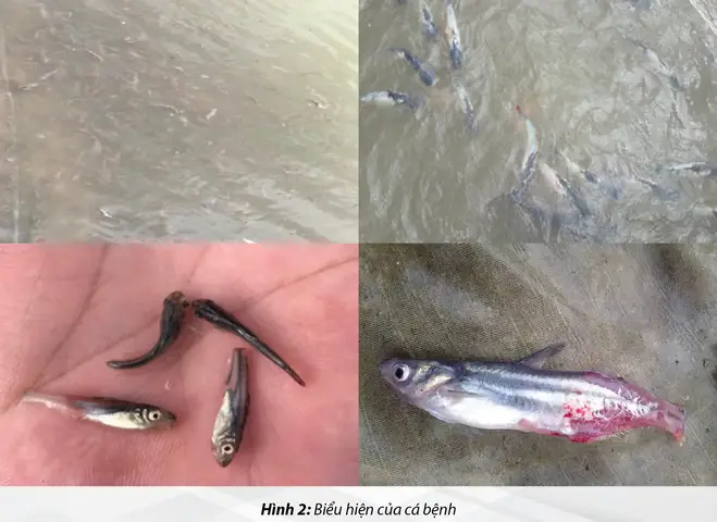 Bệnh Trắng Đuôi Trên Cá Tra