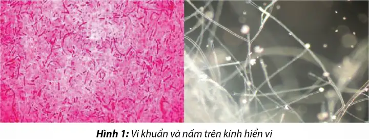 Bệnh Thối Đuôi Trên Cá Tra Giống