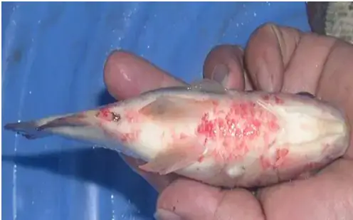 Bệnh Treo Râu Trên Cá Trê Là Gì?