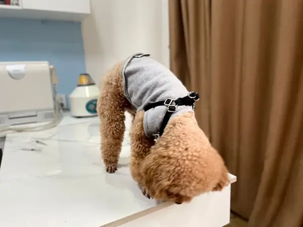 Chó Bị Vàng Da Có Nguy Hiểm Không?