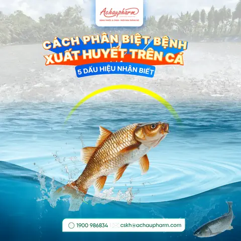 Cách Phân Biệt Bệnh Xuất Huyết Ở Cá Nước Ngọt