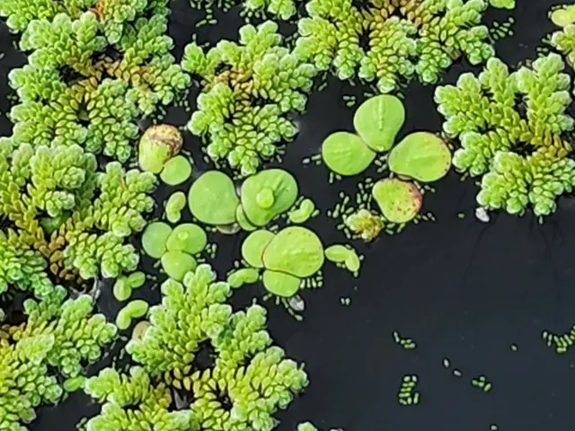Cái Ao Bèo Là “niêu Cơm Thạch Sanh”
