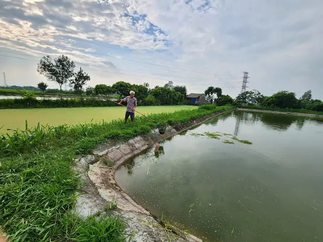 Cái Ao Bèo Là “niêu Cơm Thạch Sanh”