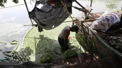 Nuôi Bèo Tấm Làm Thức Ăn Xanh Phục Vụ Nuôi Trồng Thủy Sản