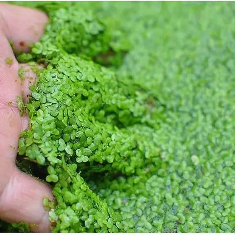 Lợi Ích Của Việc Thả Bèo Cá: Cẩm Nang Chăm Sóc Bể Cá Toàn Tập