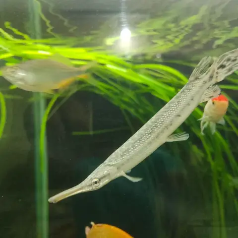 Bị Cá Nóc Cắn Phải Làm Sao? Các Bước Xử Lý Kịp Thời Và An Toàn