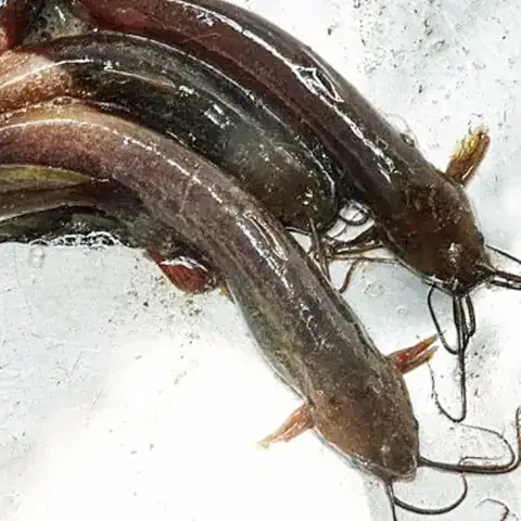 Cá Trê Và Đặc Điểm Ngạnh Độc Của Chúng