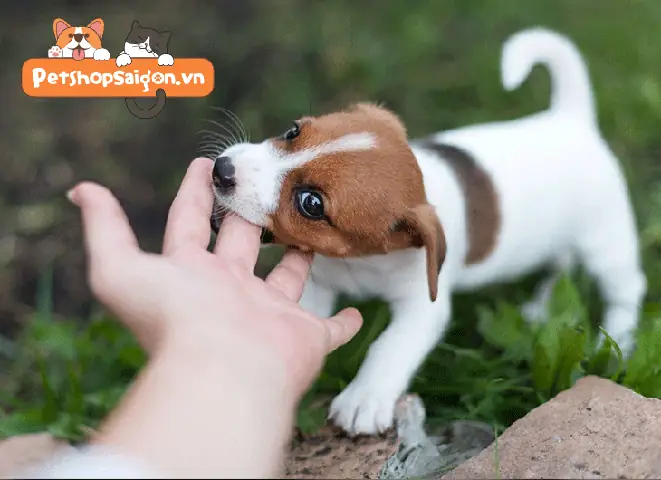 Bị Chó Con Cắn Phải Làm Sao: Hướng Dẫn Toàn Diện Từ A Đến Z