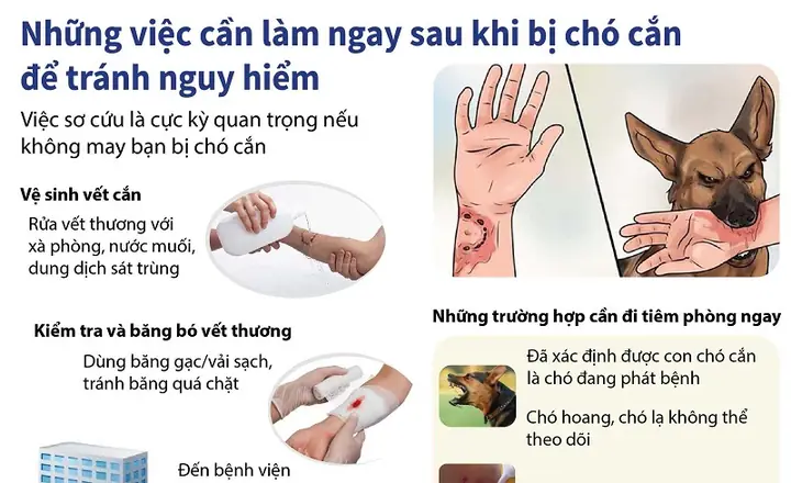 Sơ Cứu Sau Khi Bị Chó Dại Cắn