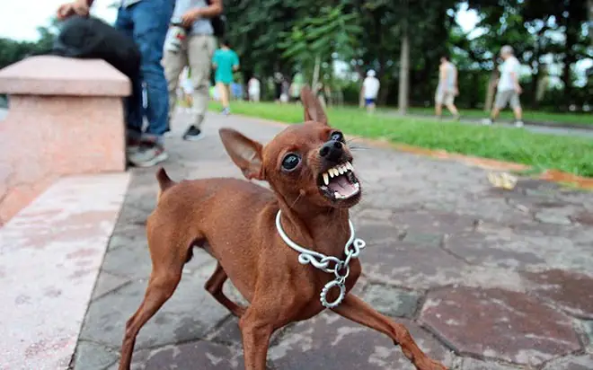 Bị Chó Đuổi Nên Làm Gì: Hướng Dẫn An Toàn Từ Chuyên Gia Động Vật Học Bị Chó Đuổi Nên Làm Gì: Hướng Dẫn An Toàn Từ Chuyên Gia Động Vật Học