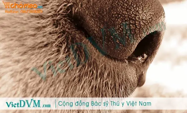 Bệnh Viêm Phổi Trên Chó Có Biểu Hiện Như Thế Nào?