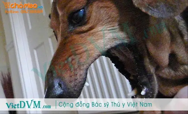 Biểu Hiện Chó Bị Viêm Phổi