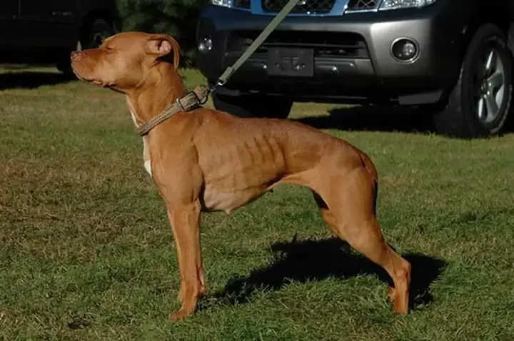 2biểu Hiện Thường Gặp Khi Chó Bị Thiếu Canxi