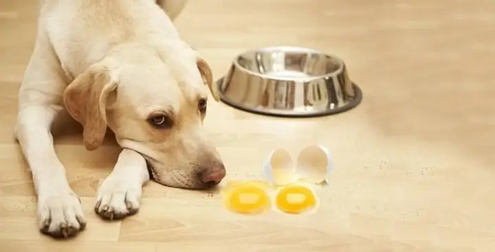 1nguyên Nhân Khiến Chó Bị Thiếu Canxi