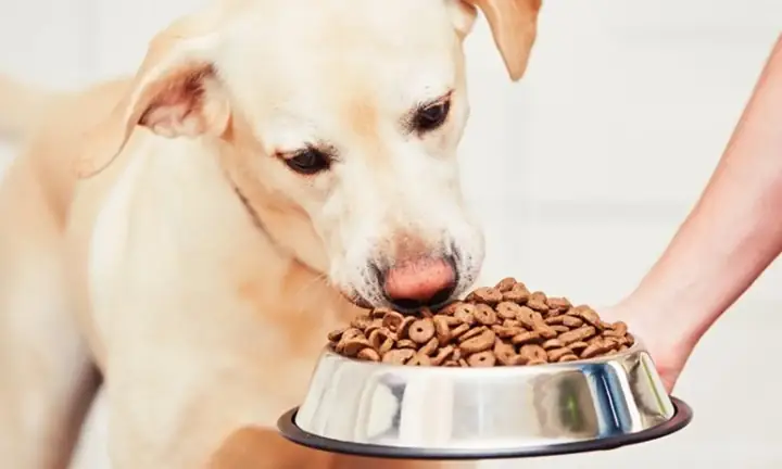 Bổ Sung Thêm Thức Ăn Viên