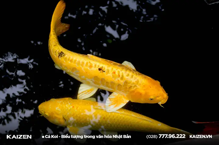 Biểu Tượng Cá Koi