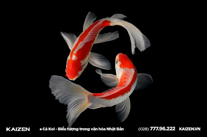 Biểu Tượng Cá Koi Biểu Tượng Cá Koi